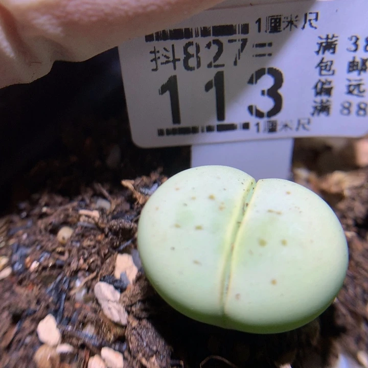 精品生石花827.113