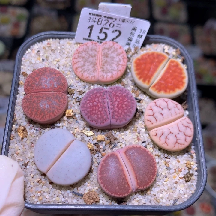 精品生石多肉826.152