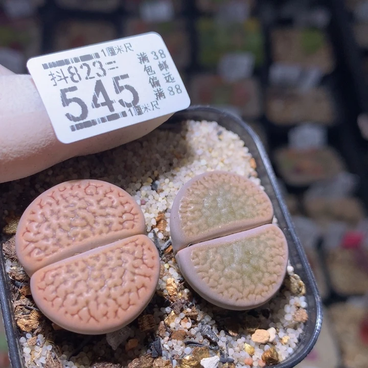 浪漫主义的石石花823.545