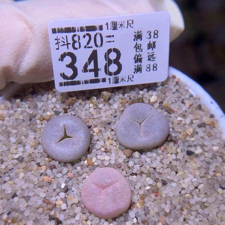 精品生石花820.348