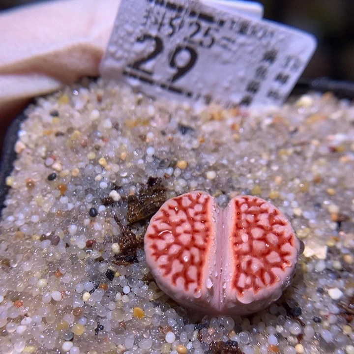 精品生石花925.29