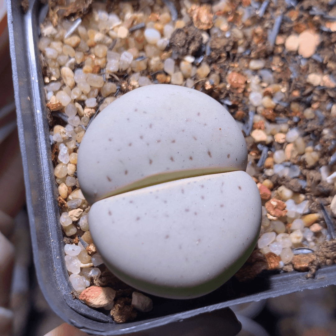 绝绝子生石花724.640