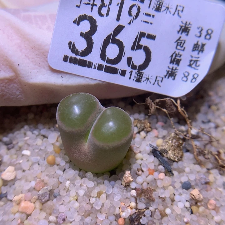 旁**诗精品生石花819.365