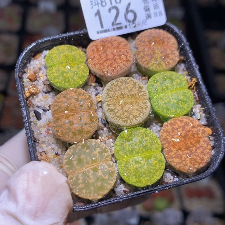 精品生石花816.126