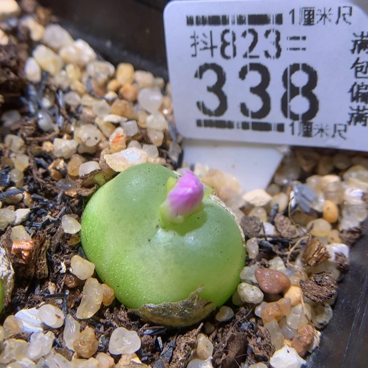 好看的生石花823.338