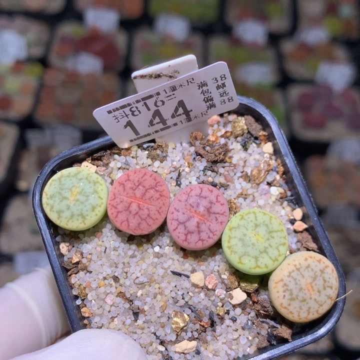 精品生石花816.144