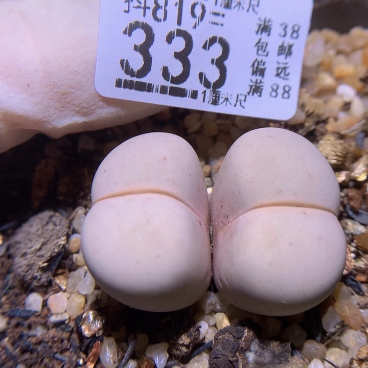 精品生石花819.333
