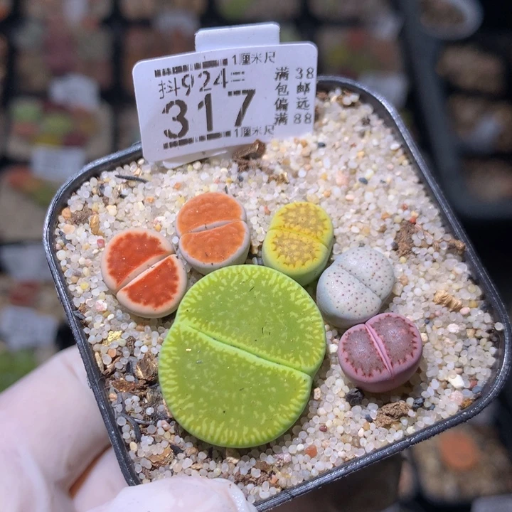 精品生石花924.317