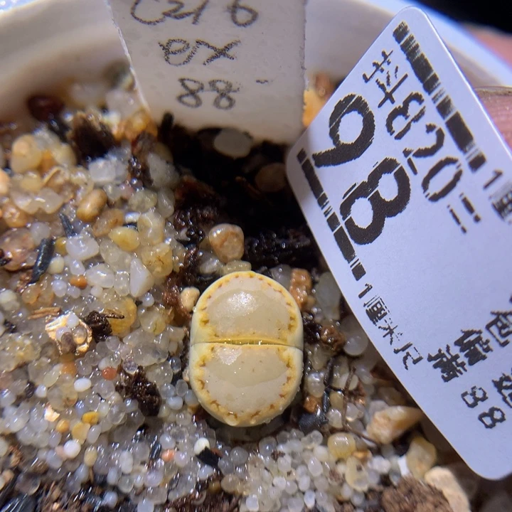 精品生石花820.98