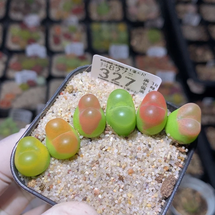 精品生石花827.327