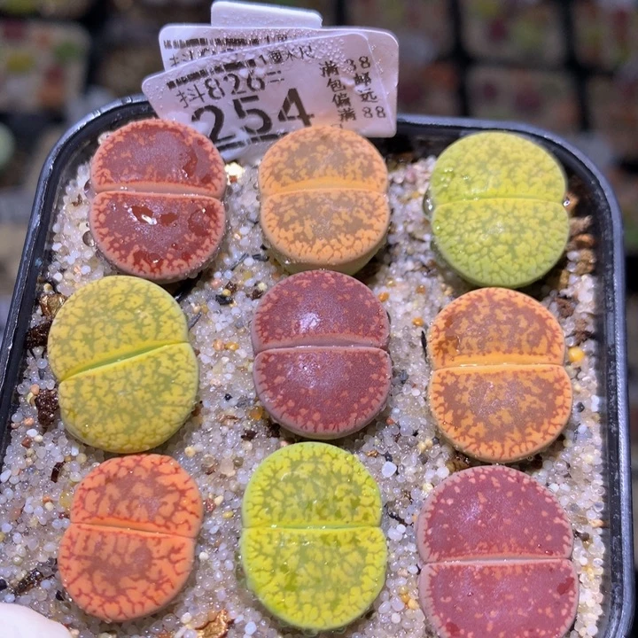 精品生石花826.254