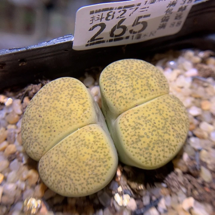 精品生石花827.265