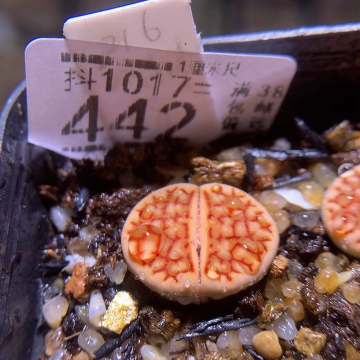 精品生石花1017.442