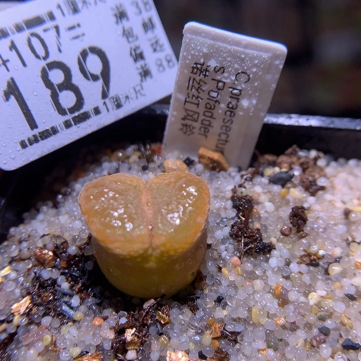 精品生石花107.189