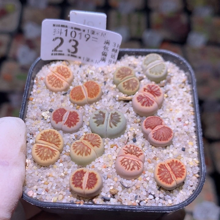 精品生石花1019.23