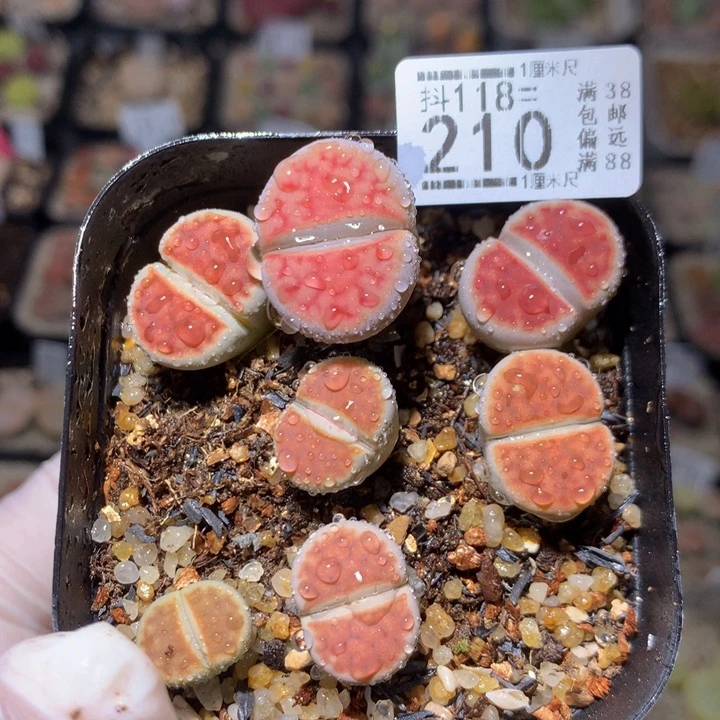 精品生石花118.210