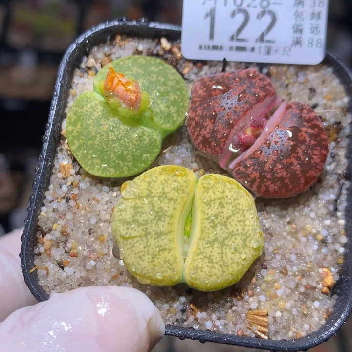 精品生石花1028.122