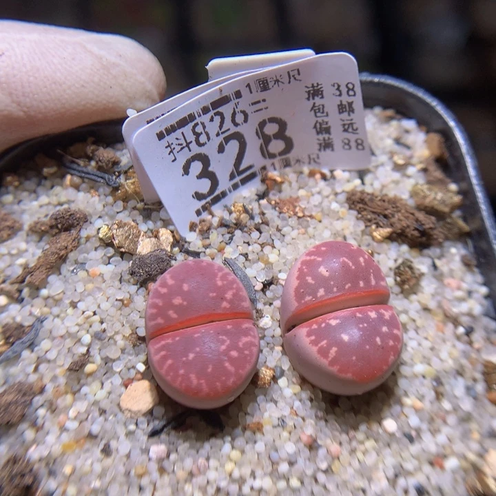 精品生石花826.15