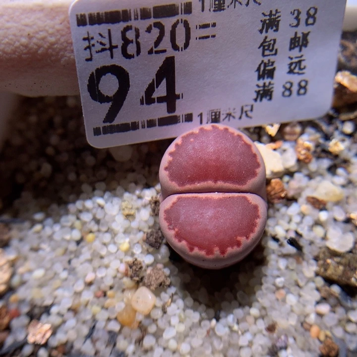 精品生石花820.94