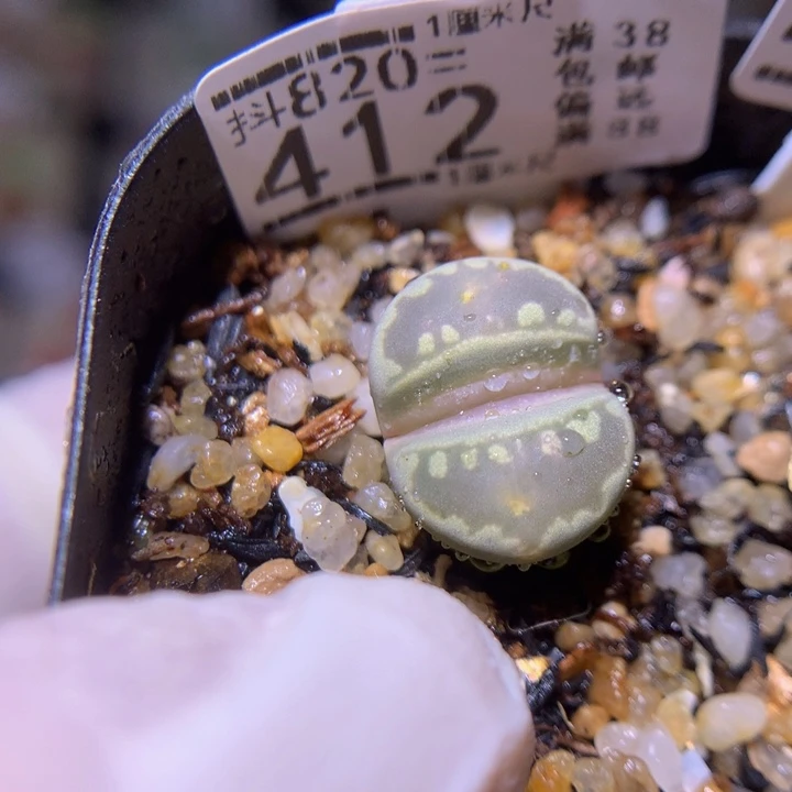 精品生石花820.412