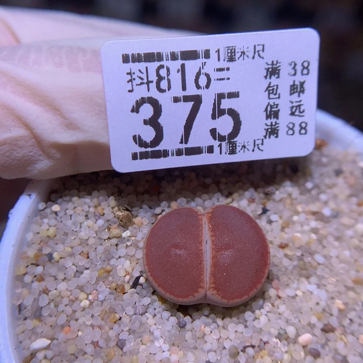 精品生石花816.375