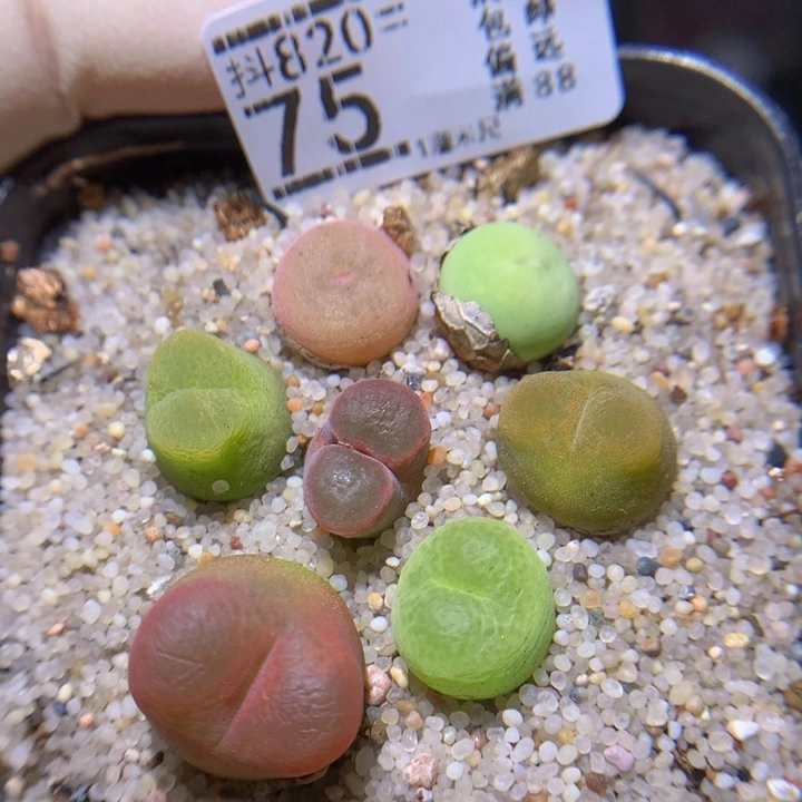 精品生石花820.75
