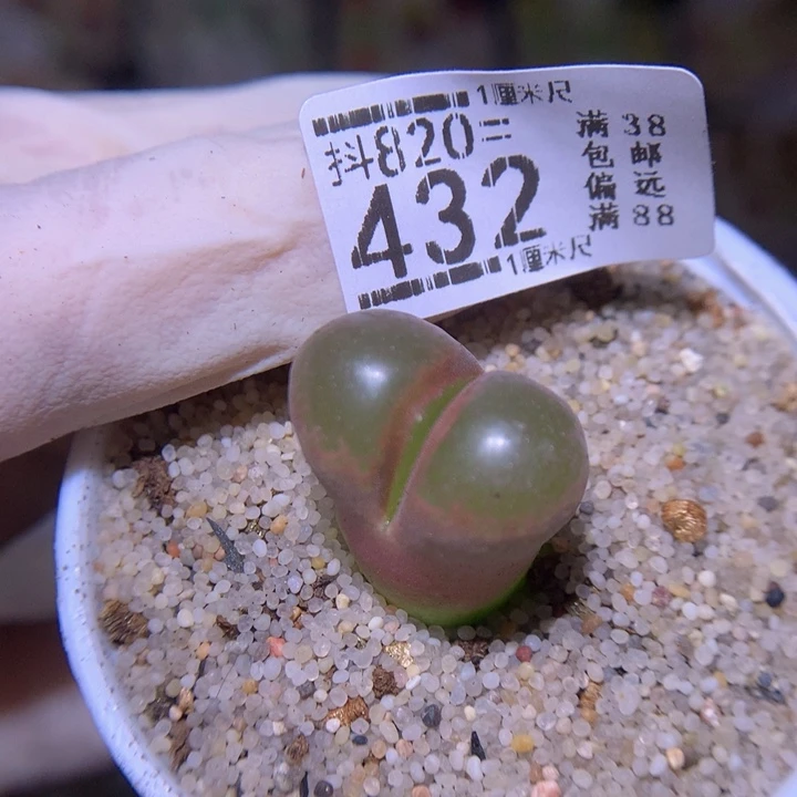 好看生石花820.432疤特