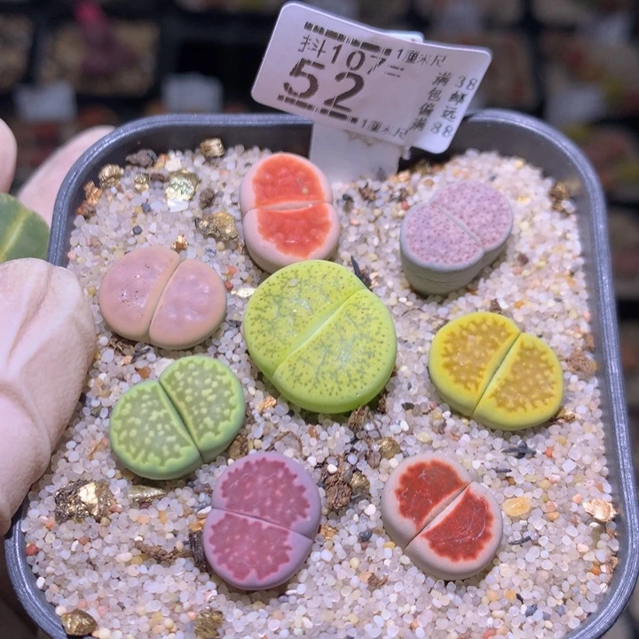 精品生石花107.52