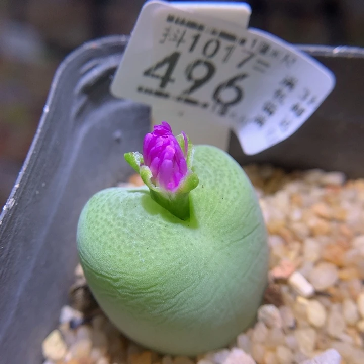 精品生石花1017.496