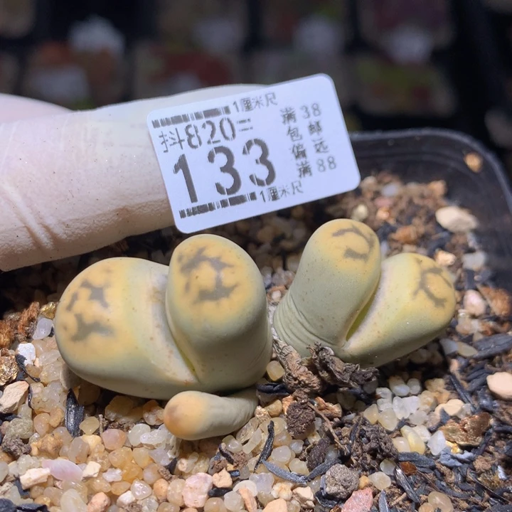 精品人石花820.133