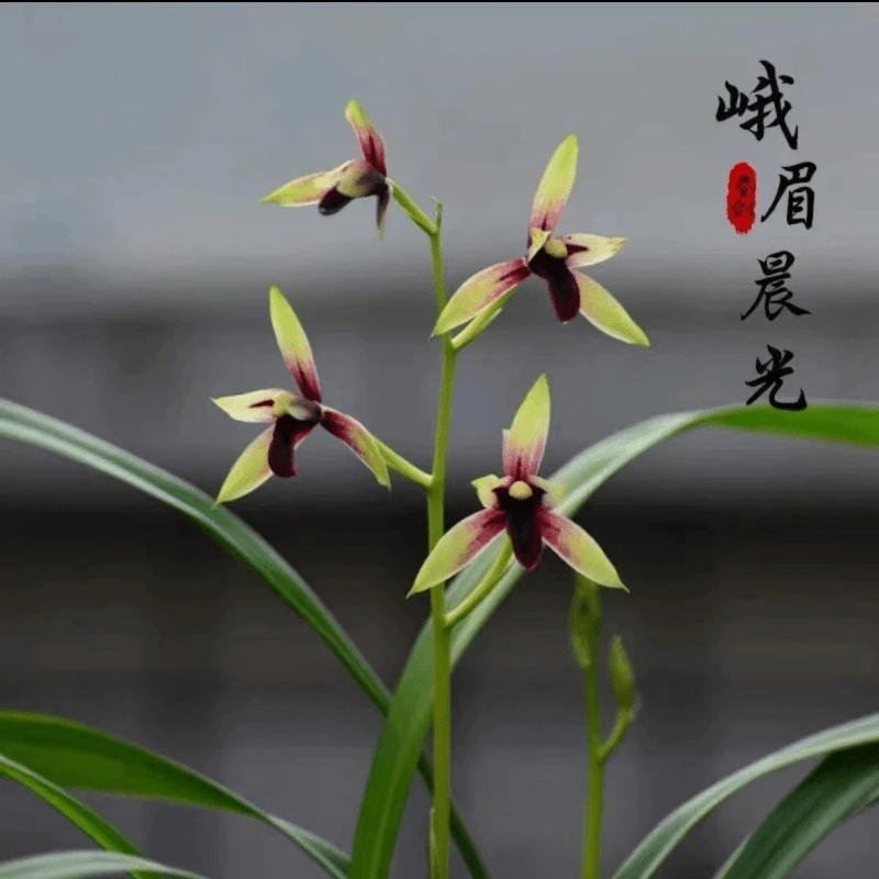 建兰名品【峨眉晨光 赤诚】终身包对版 假一赔十