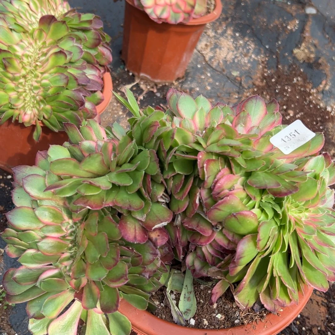 1351荔枝缀多肉多肉