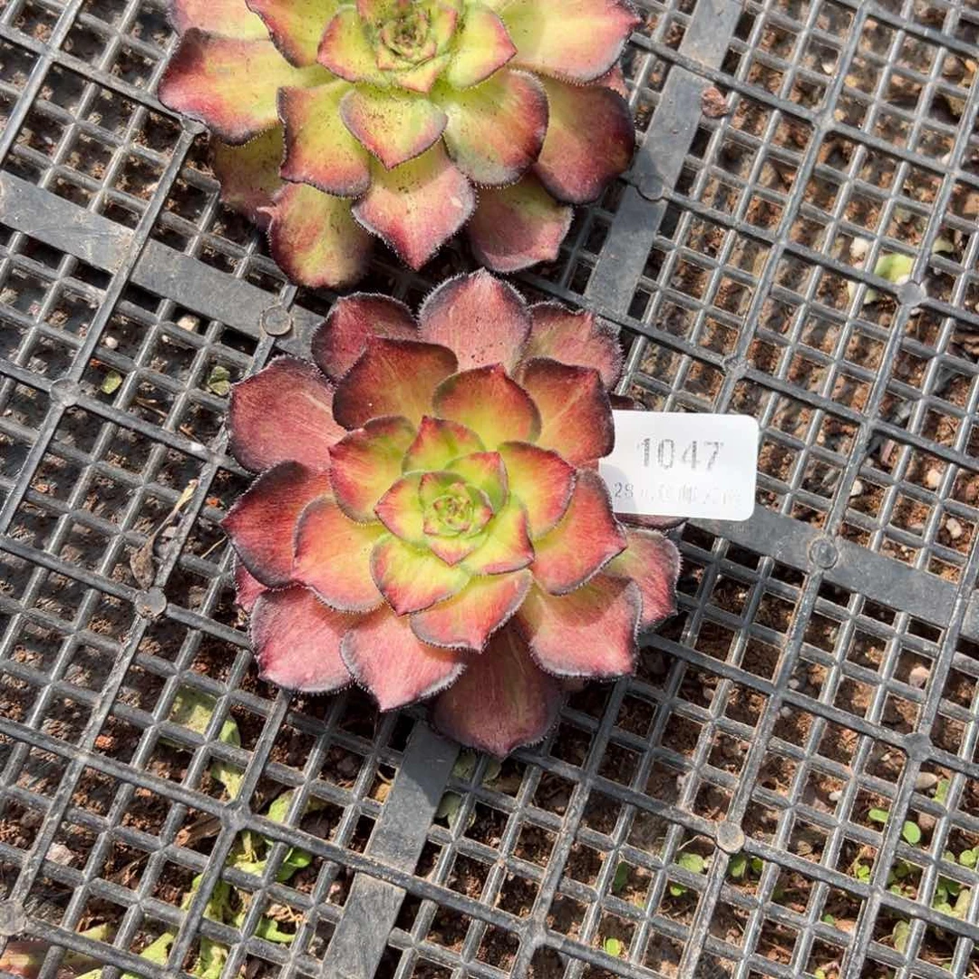 1047海王七彩无根量一棵