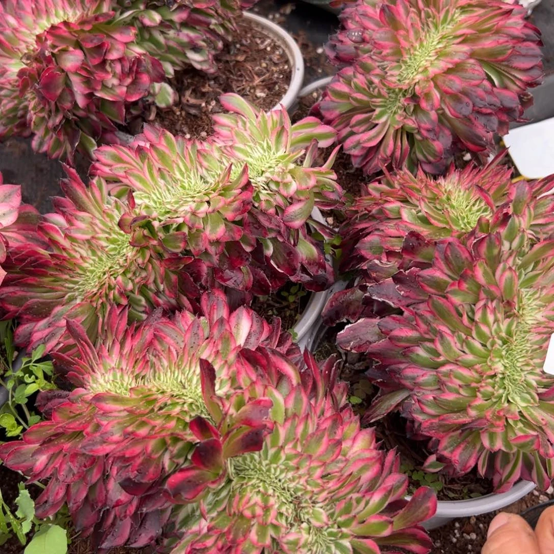 1436红白缀量一棵