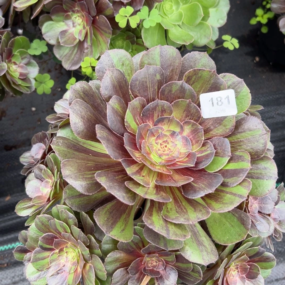 【闪购商品】181花月夜多肉