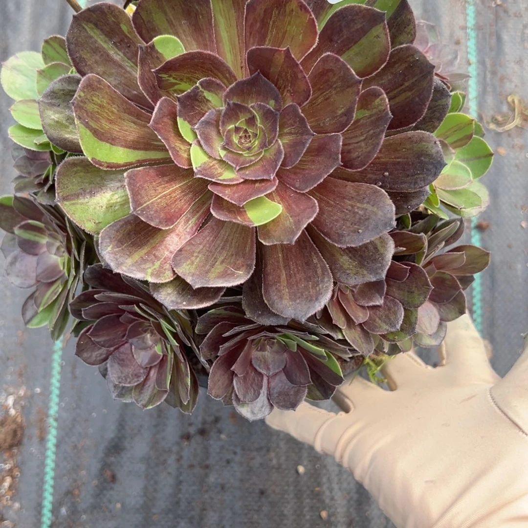 1316花月夜多肉多肉