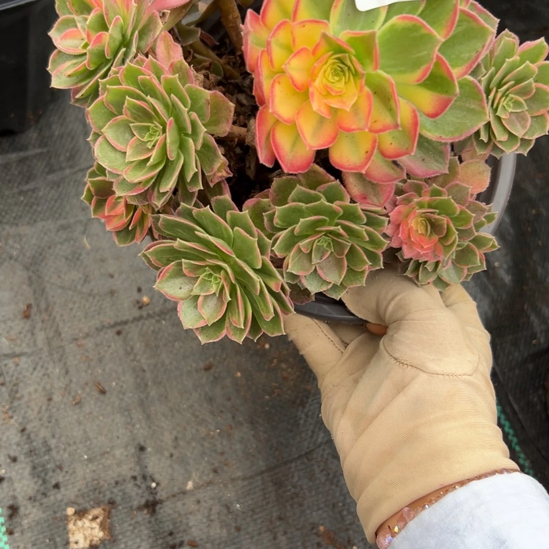 260万话筒多肉根系不好