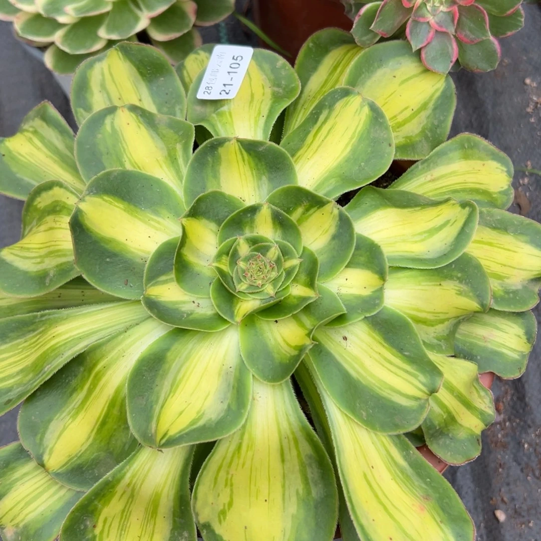 105暴君多肉植物多肉