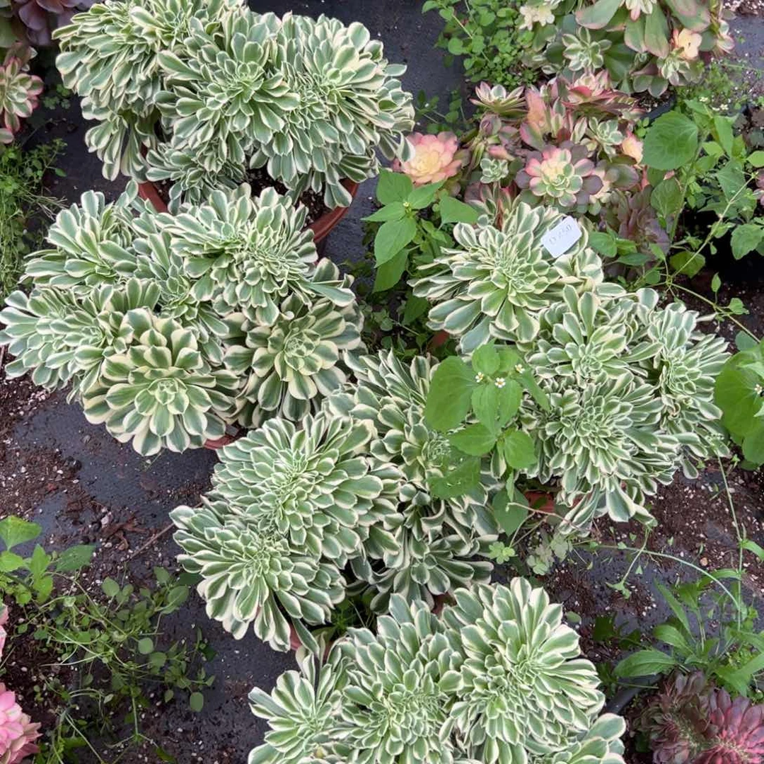 450迈缀多肉一棵量