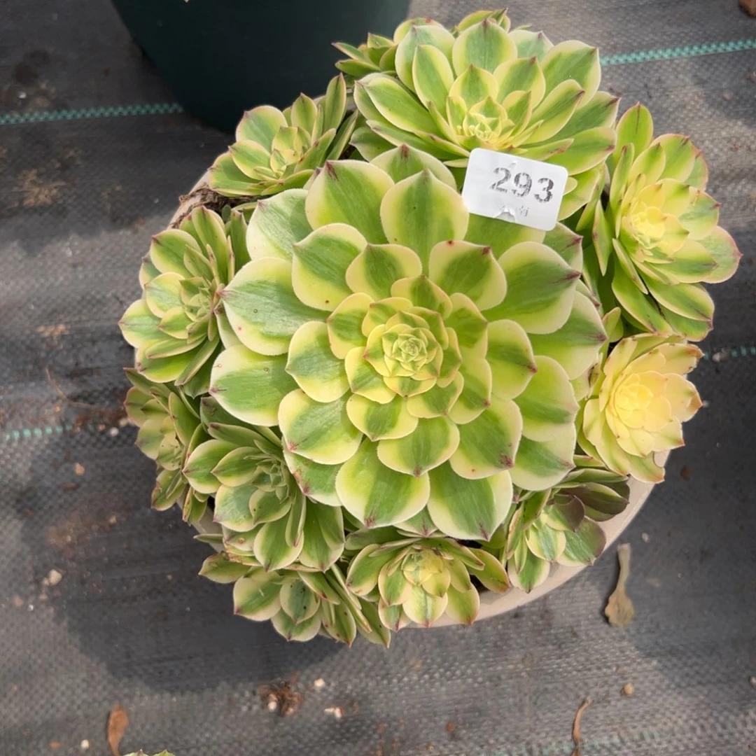 【闪购商品】293伊丽莎白多肉