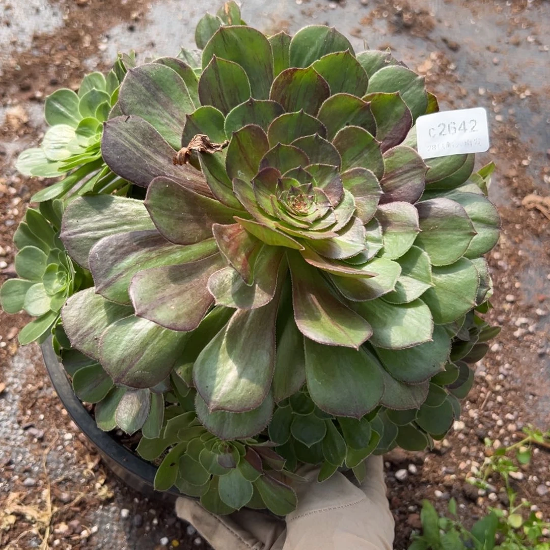 2642花月夜多肉一棵