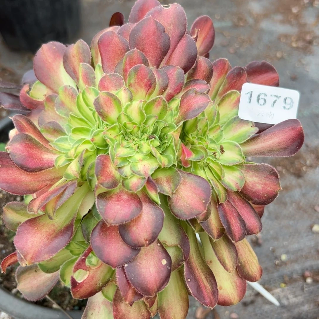 1679韶华缀嫁接多肉