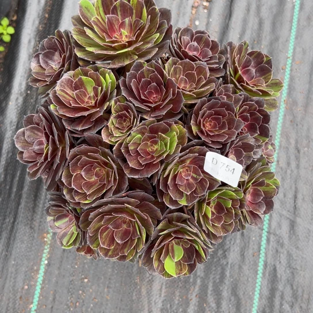 【闪购商品】754花月夜多肉