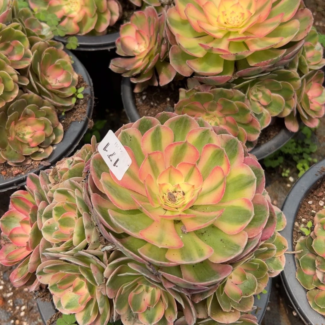 【闪购商品】171荔枝多肉