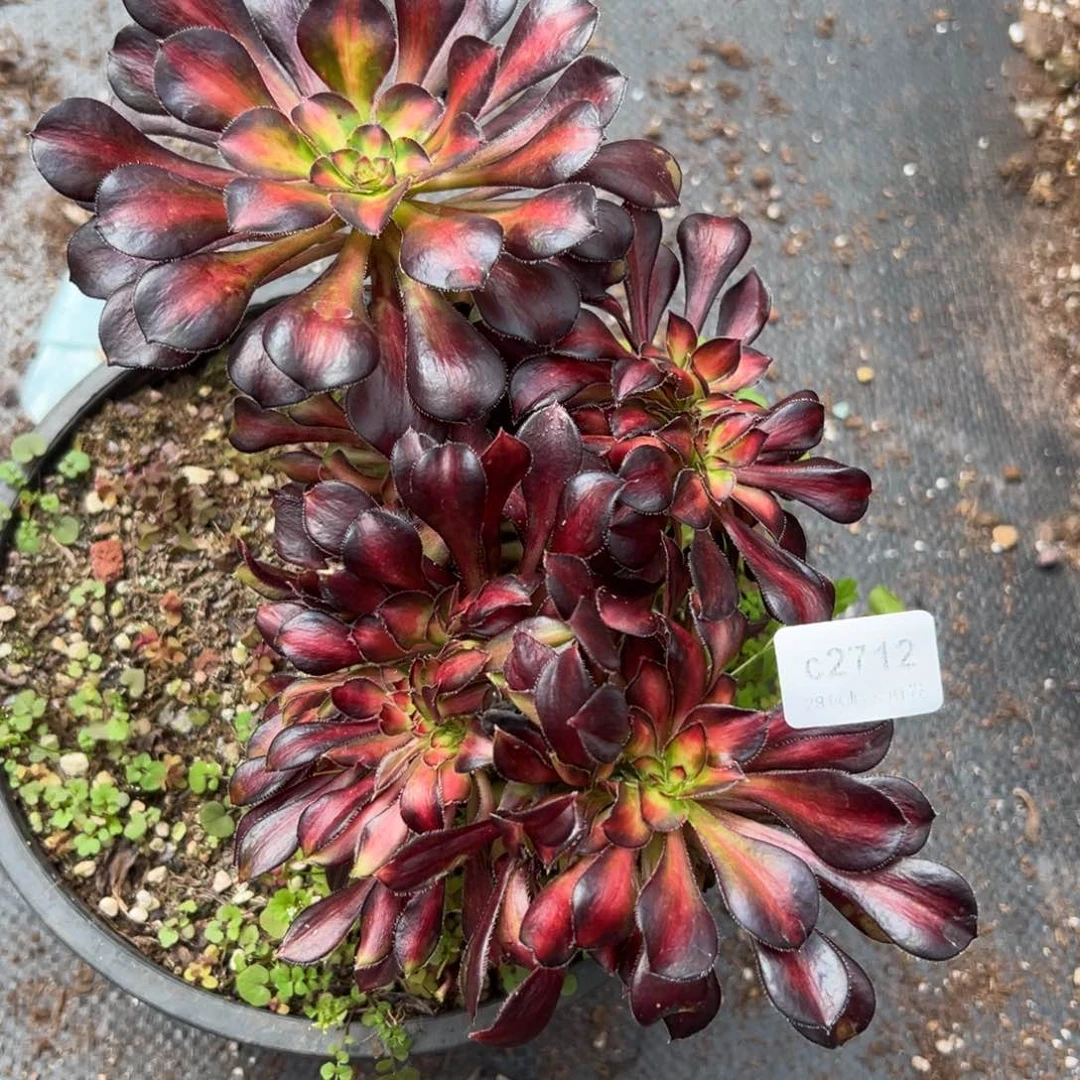 2712晚霞缀多肉一棵