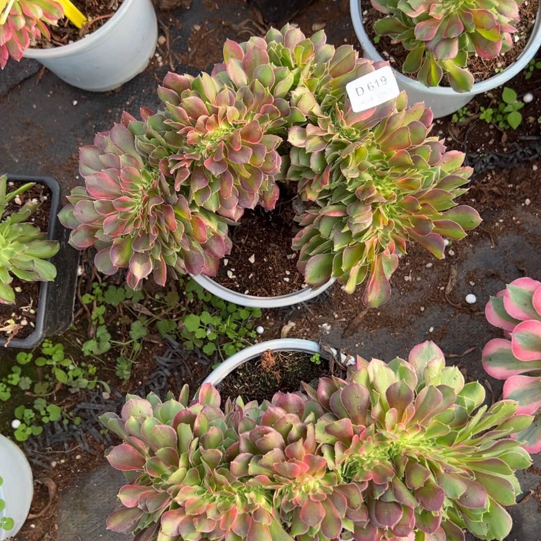 用****6619香妃缀多肉云南