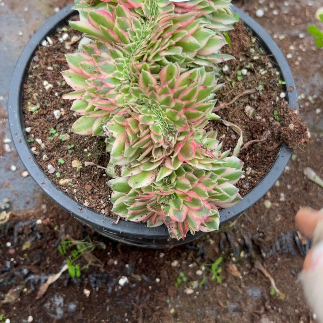 505万白缀多肉云南fa