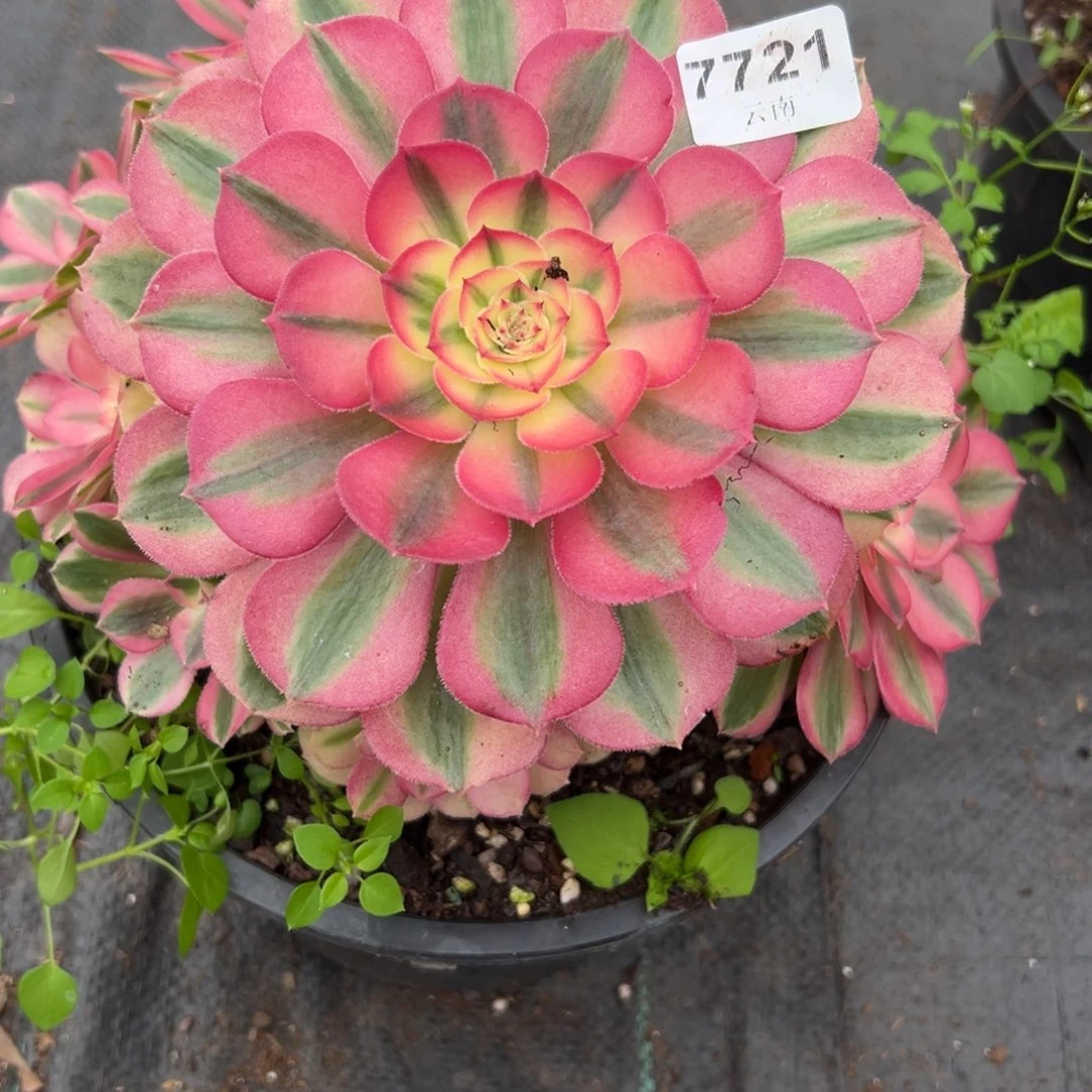 721倾城多肉云南发