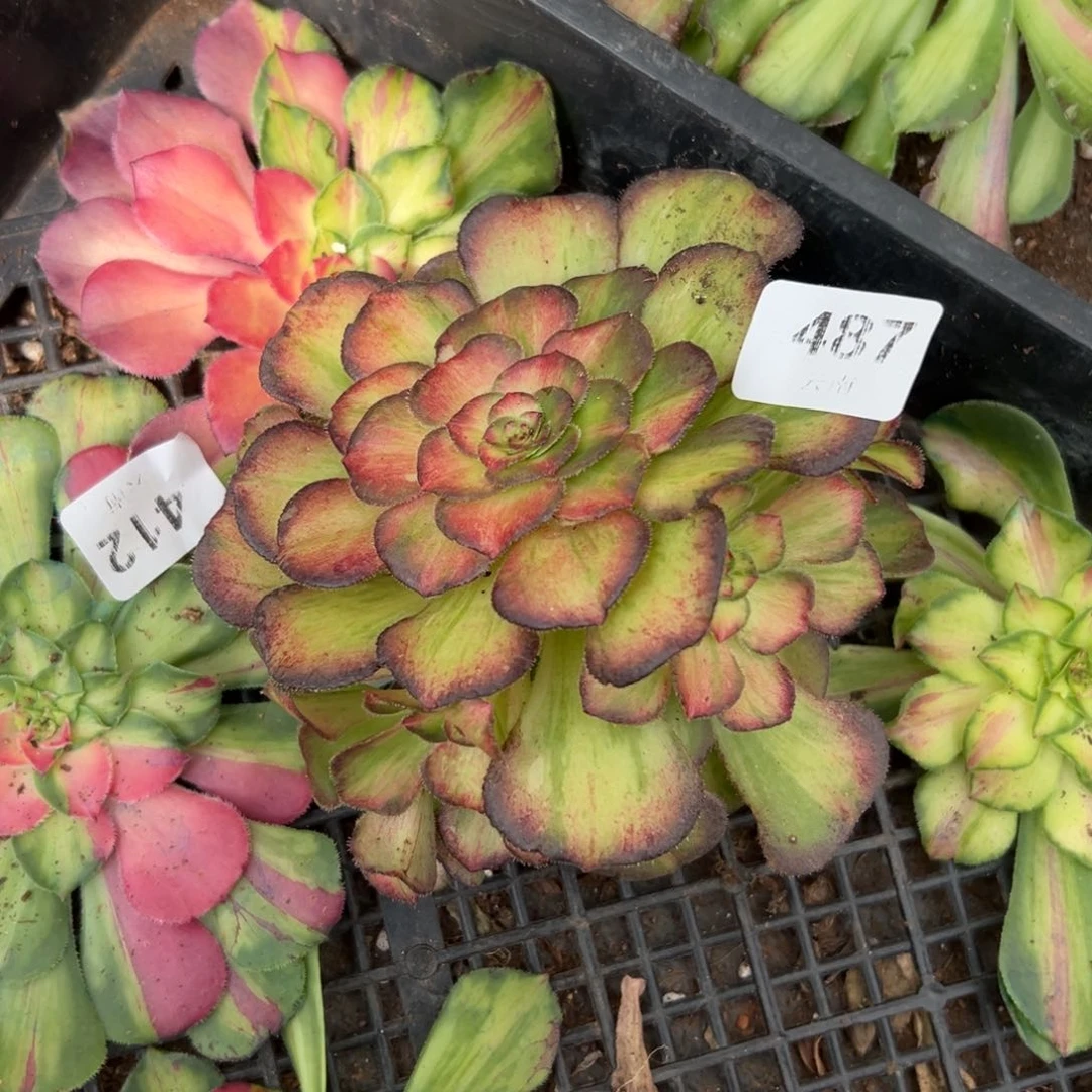 487海王七彩多肉无根