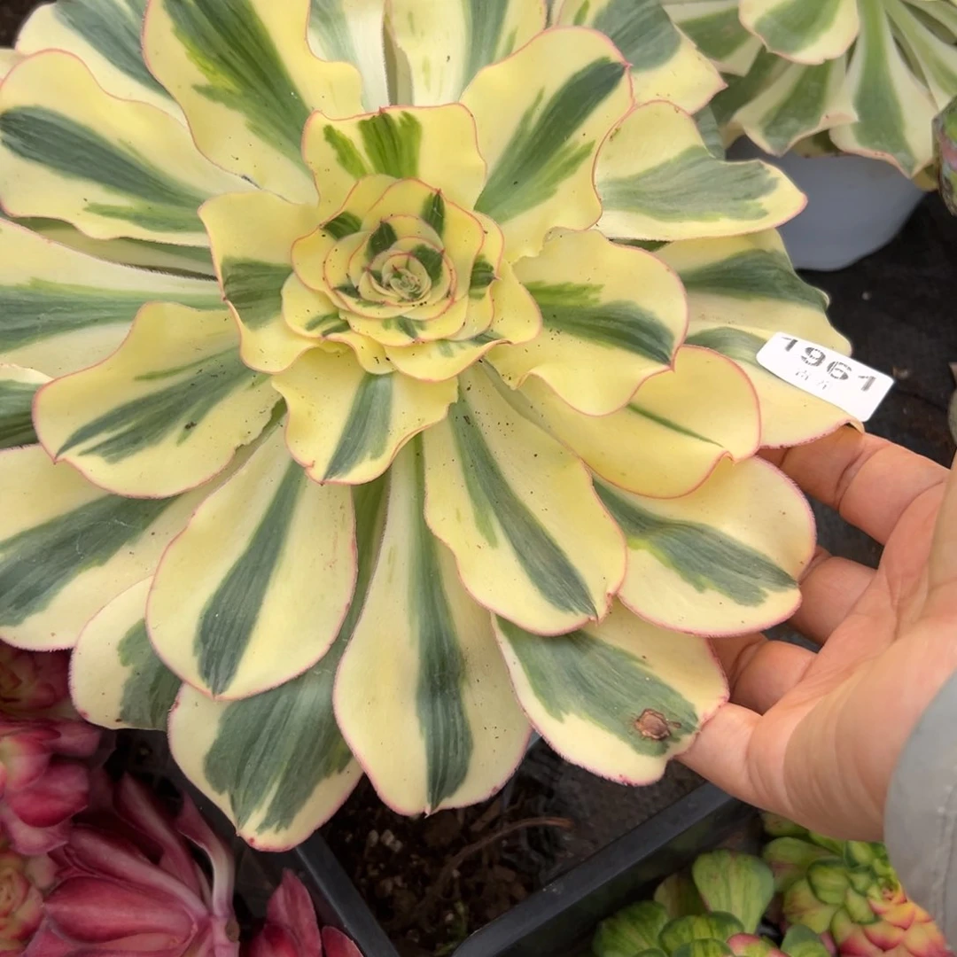 1961燕子多肉一棵